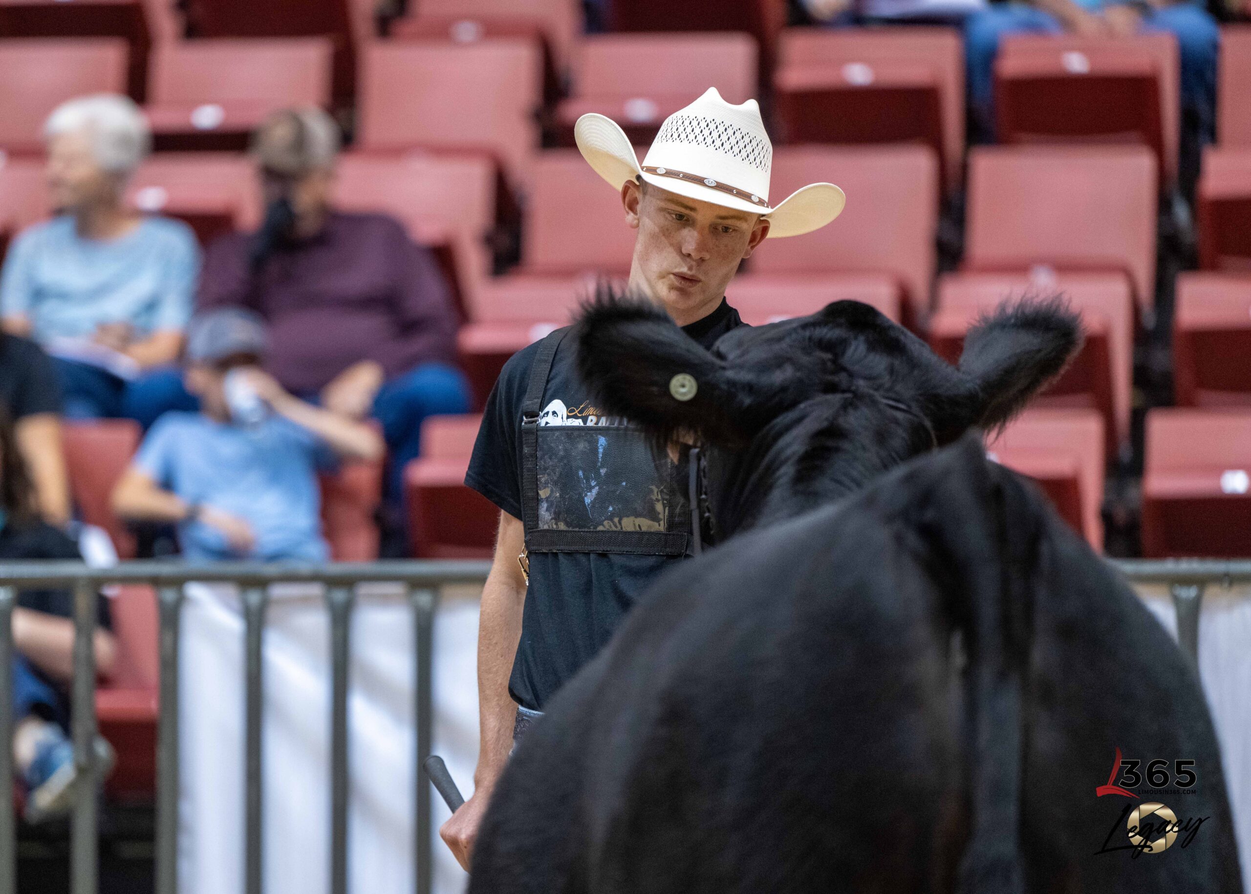 A young man in a white cowboy hat and black shirt stands in an arena, focused on leading a black cow. Blurred spectators sit in red seats in the background.