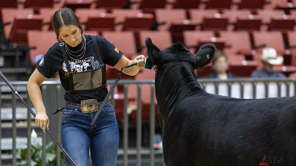 A young woman in a black shirt leads a black cow with a rope in an indoor arena with red stadium seats and metal railings in the background.