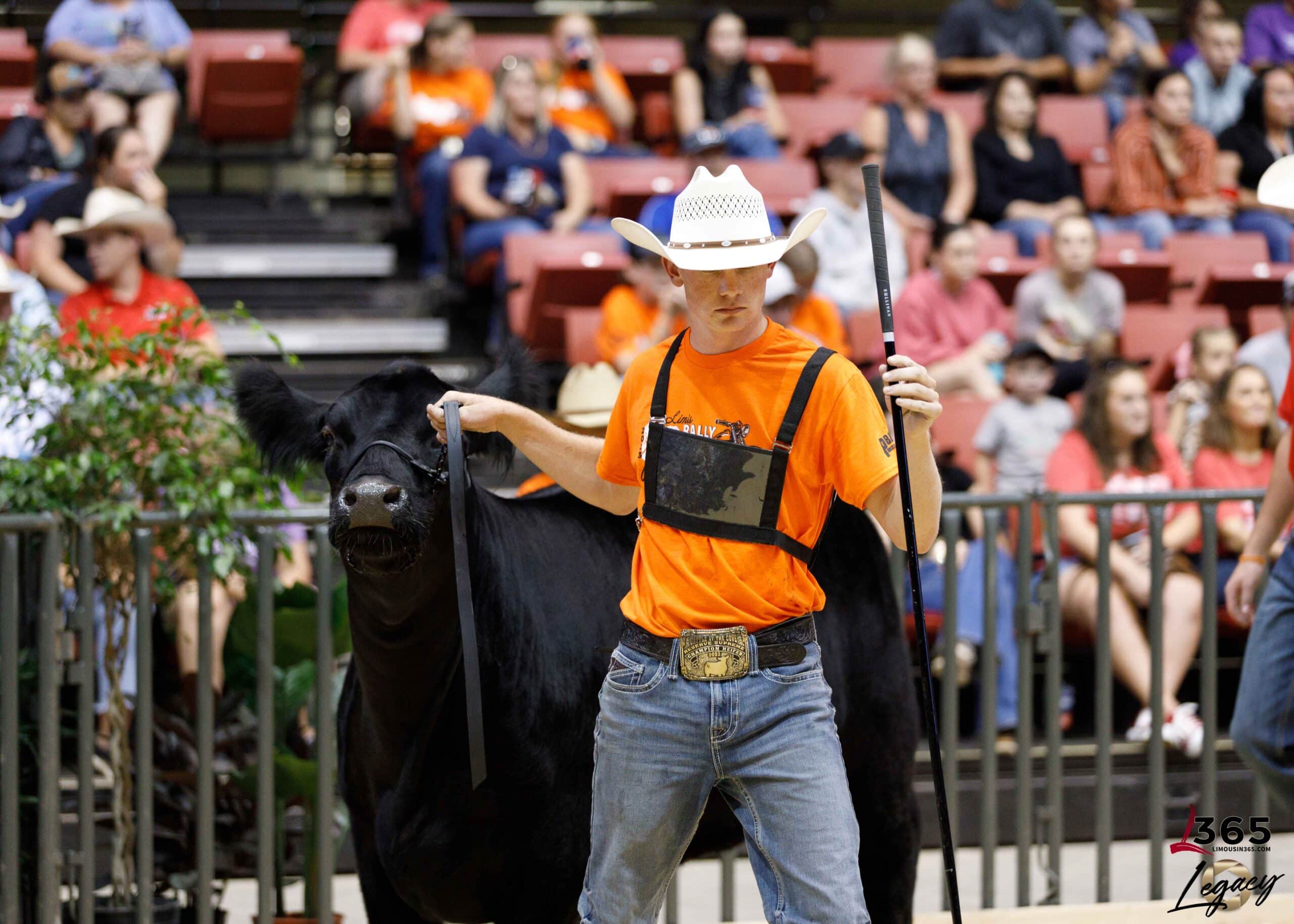 A young person in a white cowboy hat and orange shirt leads a black cow in a show ring, while an audience watches from the stands in the background.