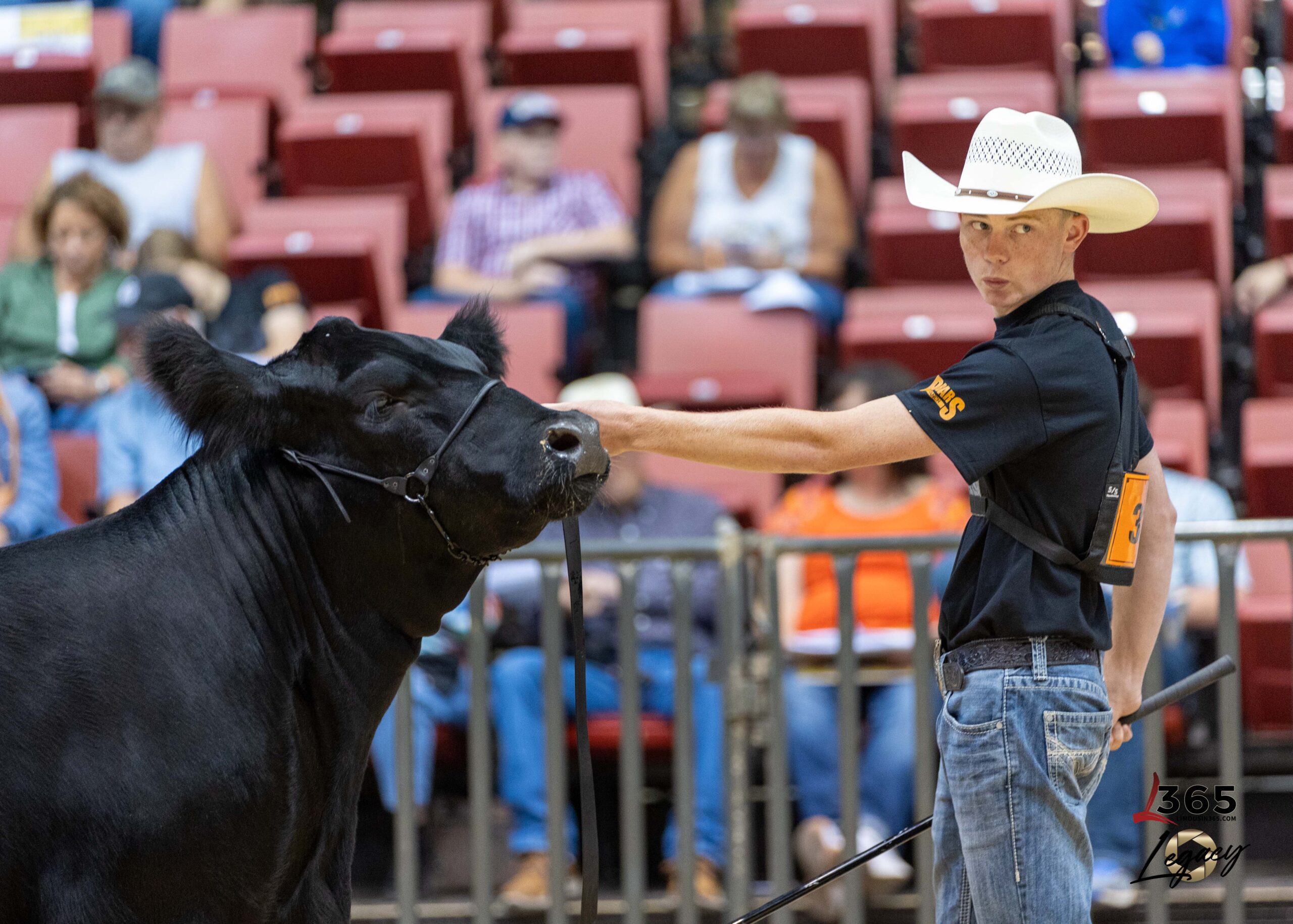 A young man in a white cowboy hat leads a black cow with a halter in an indoor arena, with spectators seated in the background on red chairs.