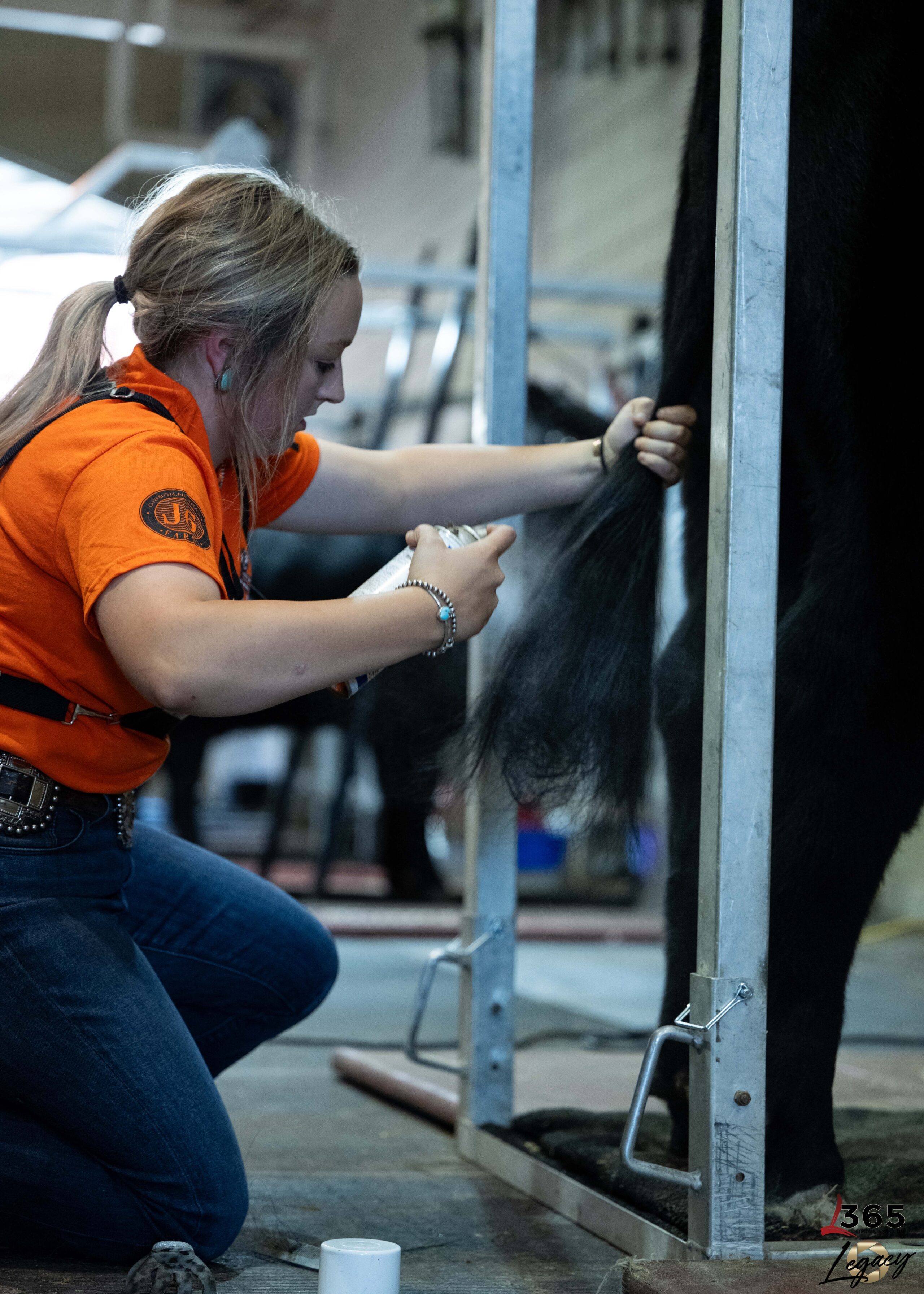 A woman in an orange shirt kneels and sprays the tail of a large black animal, possibly a horse, inside a grooming area with metal rails. She holds the tail while focusing on her task.