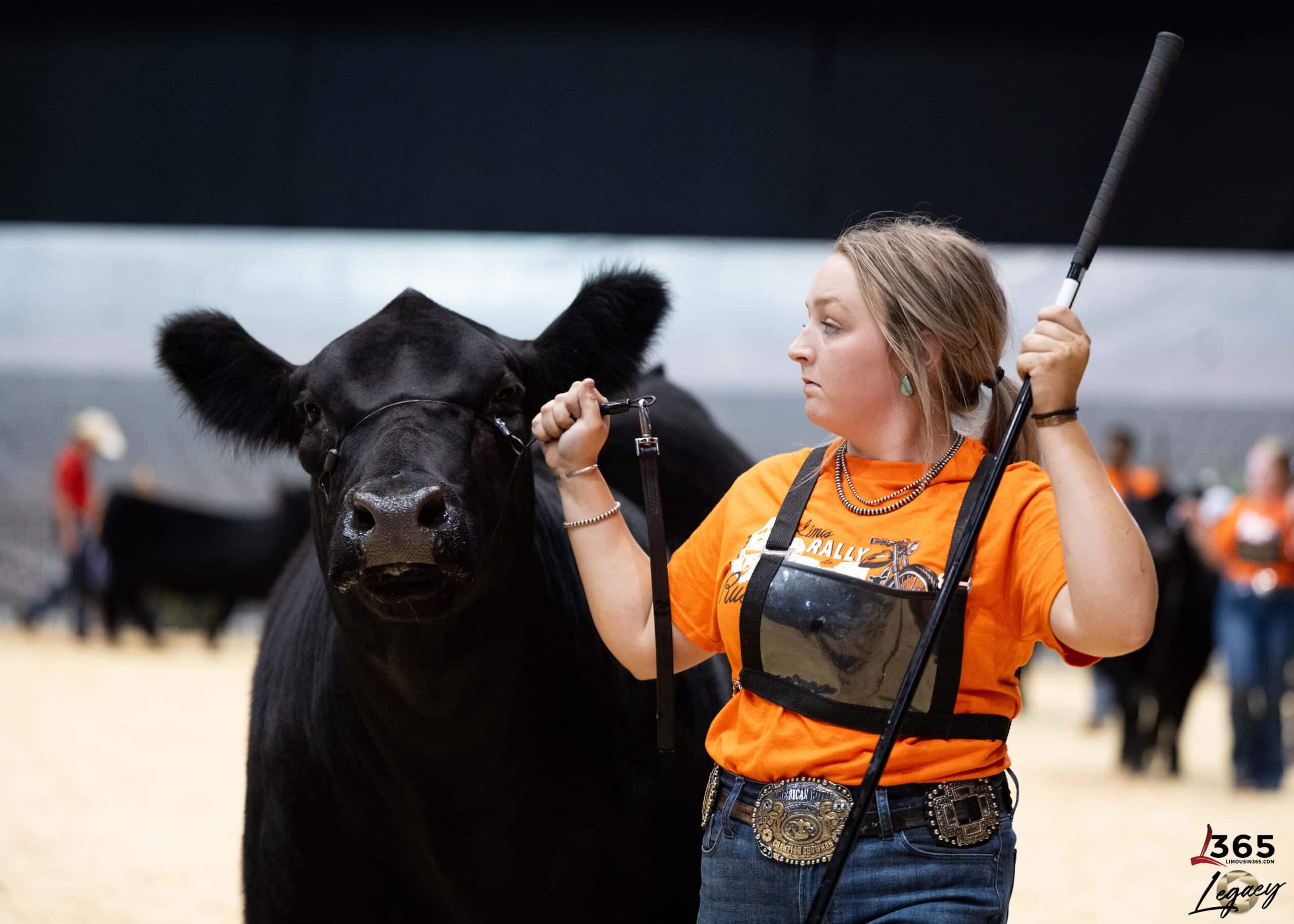 A young woman in an orange shirt holds a show stick and leads a black cow in an indoor arena, preparing for a livestock show. Other people and cattle are blurred in the background.