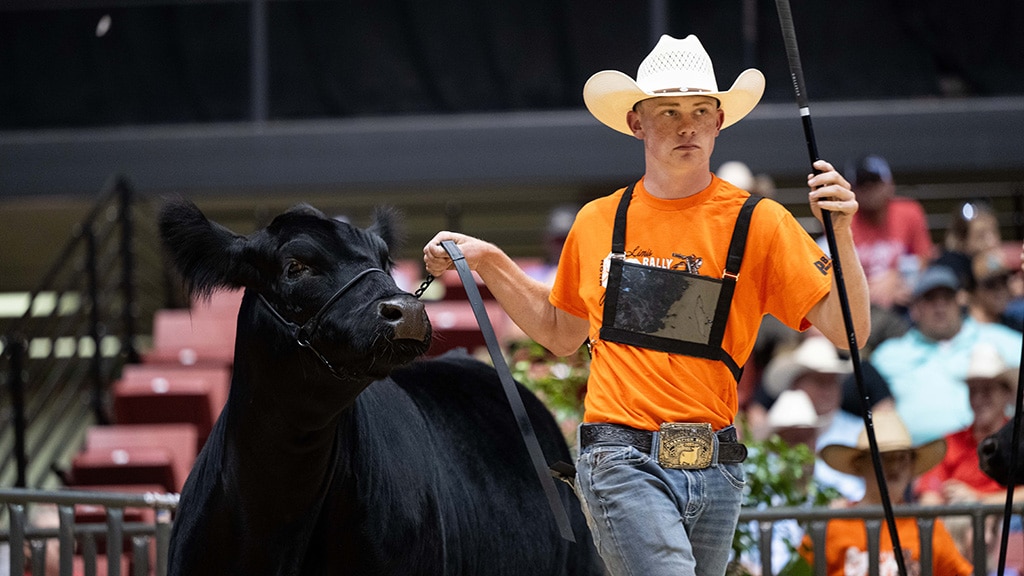 A young man in a cowboy hat and orange shirt leads a black cow with a halter at an indoor livestock show. Spectators are seated in the background.