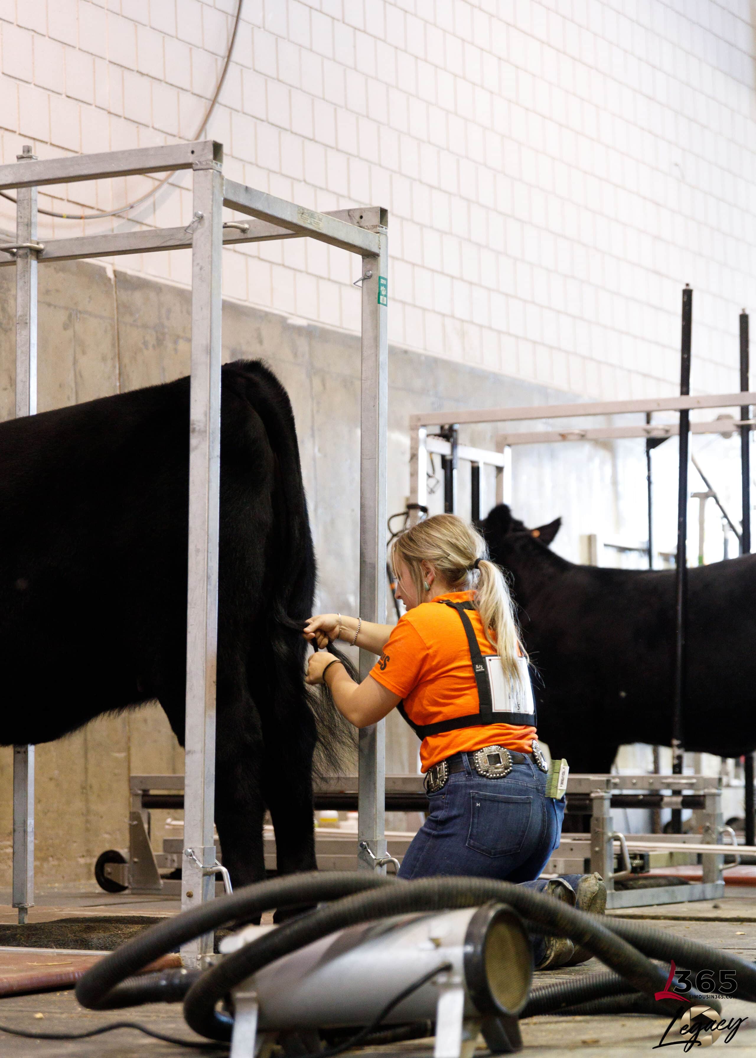 A person in an orange shirt kneels while grooming the tail of a black cow inside an indoor facility. Another cow stands in a metal grooming chute nearby. Various equipment is visible on the floor.