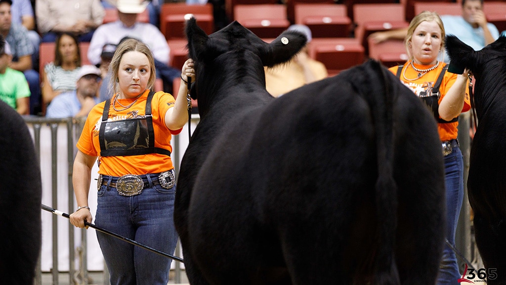Two young women in orange shirts guide large black cattle in a show ring, holding leads and sticks, with spectators seated in the background behind a metal fence.