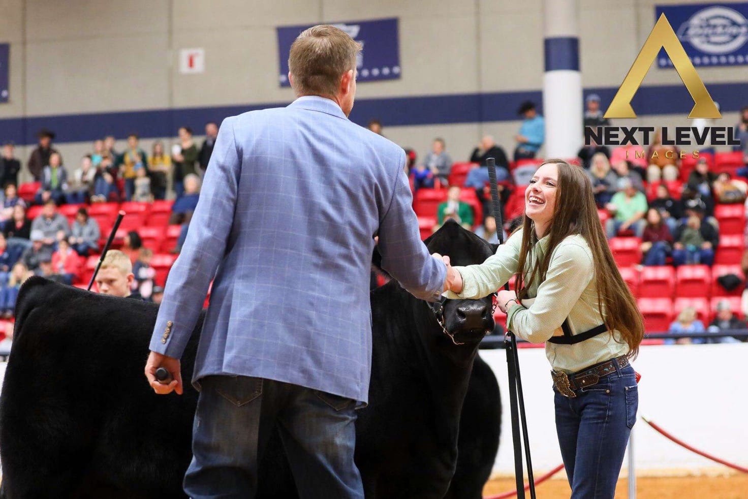A young woman with long brown hair smiles and shakes hands with a man in a blue jacket at a cattle show, standing beside a black cow. Spectators watch from red bleachers; a Next Level logo is visible in the corner.