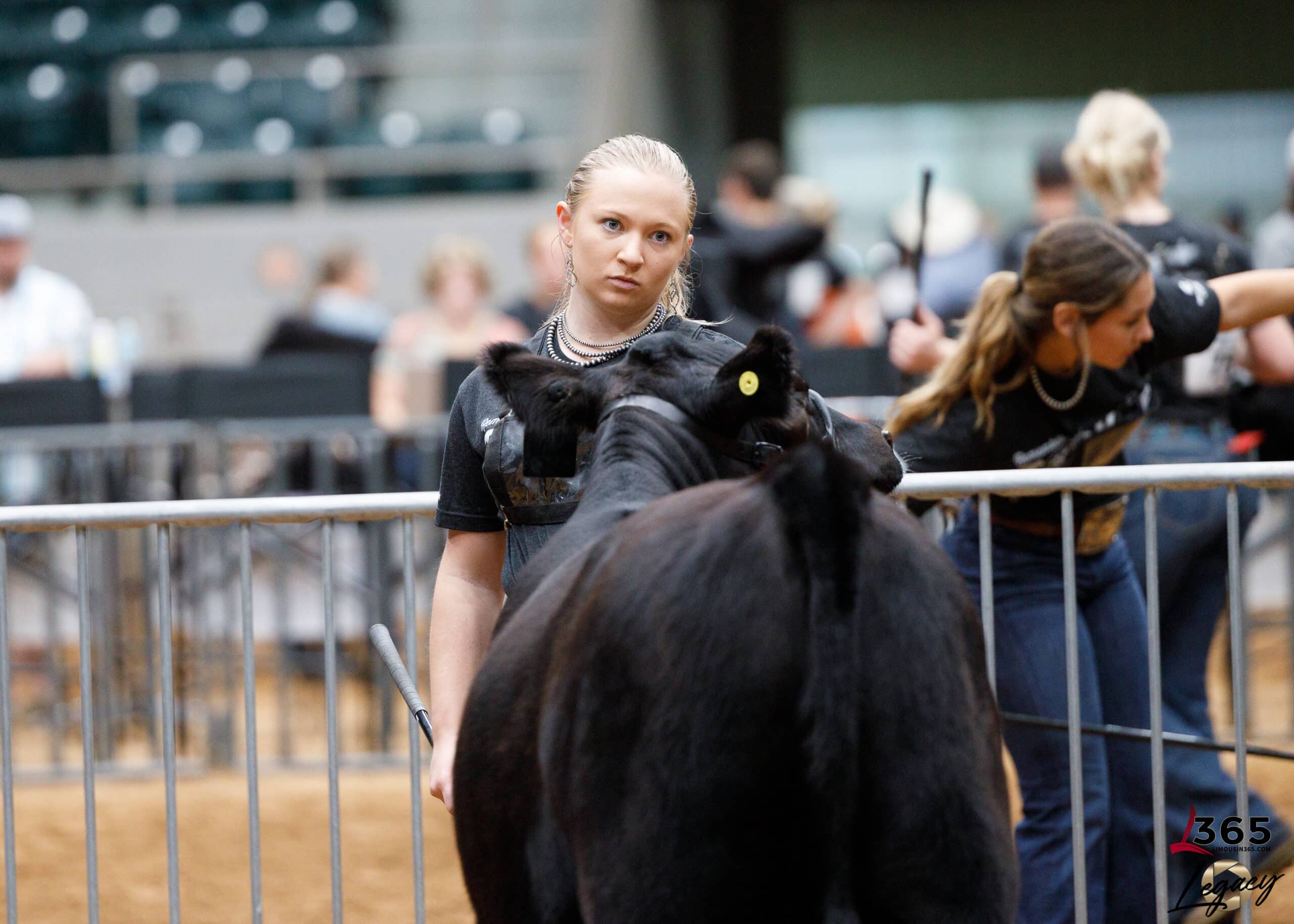 A young woman holds a black cow by a halter at a livestock show, looking focused. Other people and animals are in the background inside an arena. The 365 Days logo is in the bottom right corner.