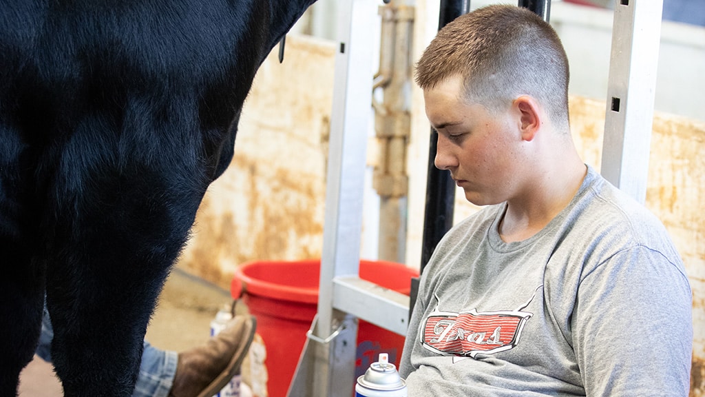 A young person in a gray Ford t-shirt sits and looks down, holding a spray can, next to a large black animal, possibly a cow, inside a barn or stable with a red bucket in the background.