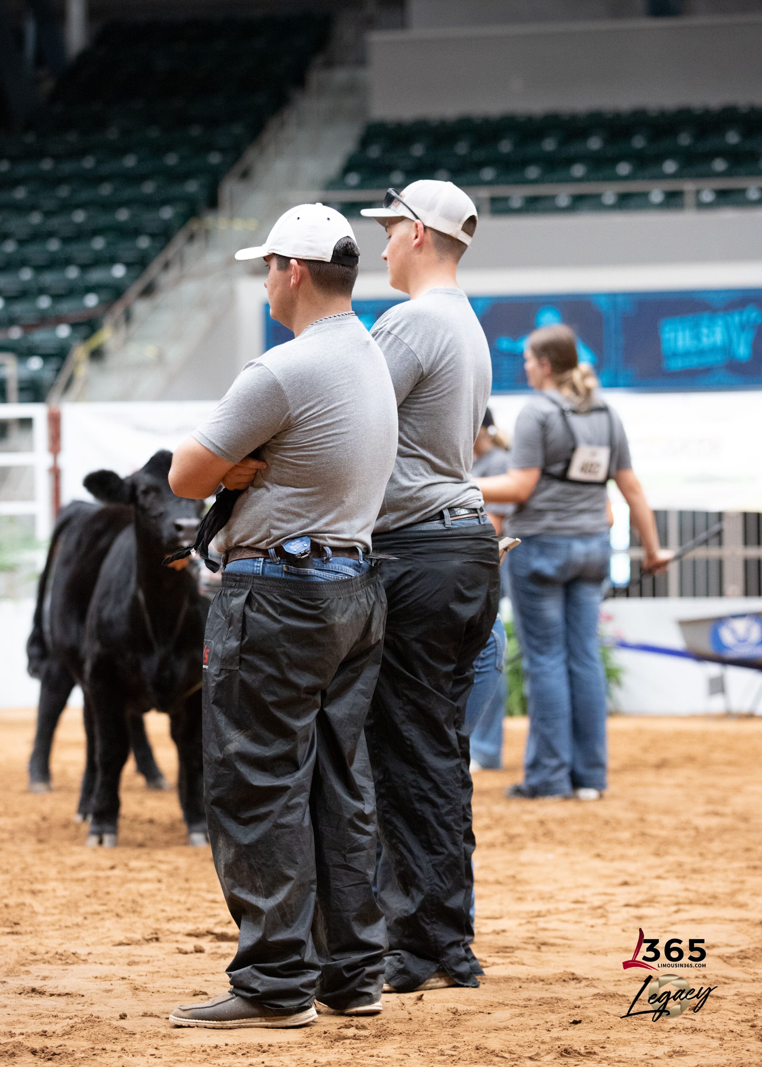 Two men in gray shirts, black pants, and white caps stand on an arena floor holding a black calf. Other participants and cattle are visible in the background at what appears to be a livestock event.