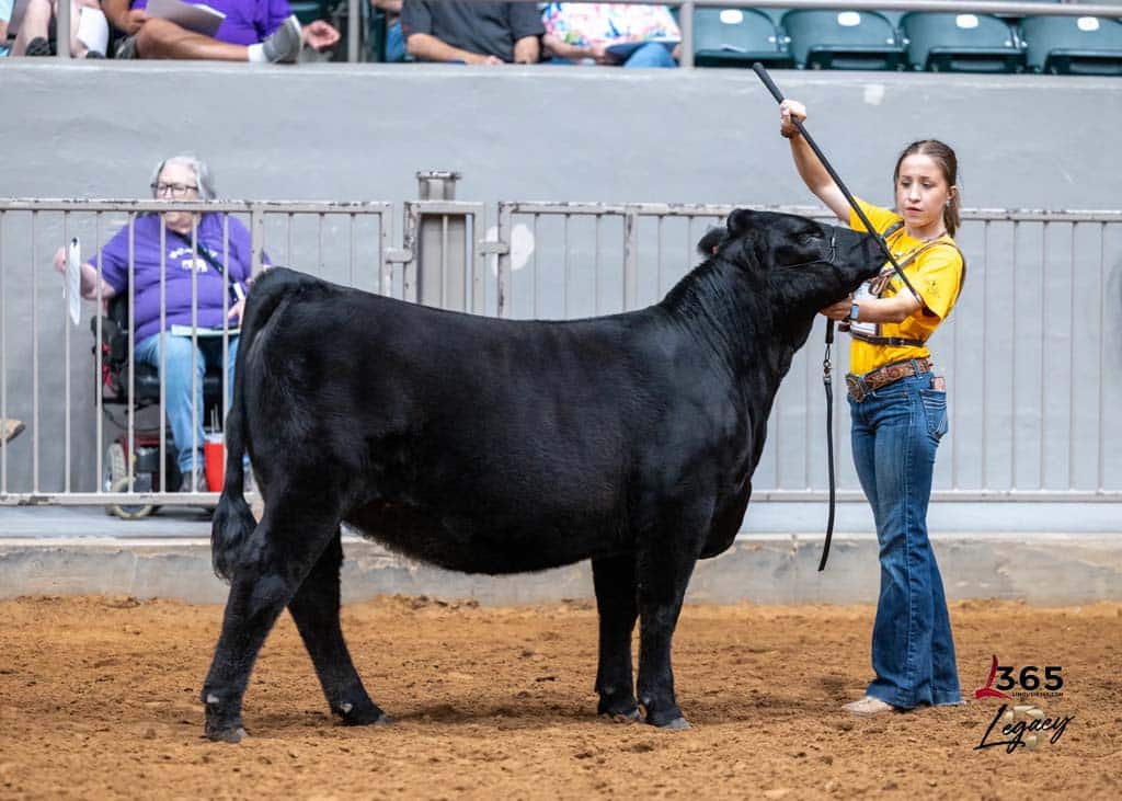 A young woman in a yellow shirt shows a black cow in an indoor arena, holding its halter while standing on dirt. A person in a wheelchair watches from behind a metal fence in the background.