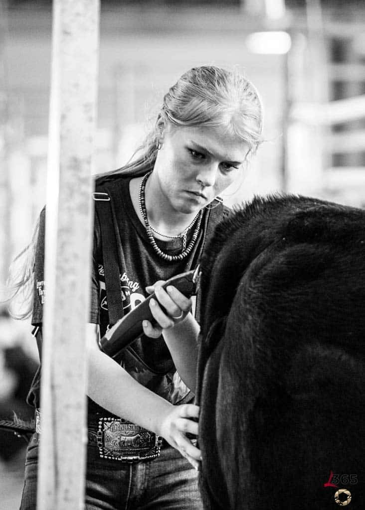 A young woman intensely focuses as she uses electric clippers to groom a cow, holding its fur with one hand. The image is black and white, creating a serious and hardworking atmosphere.