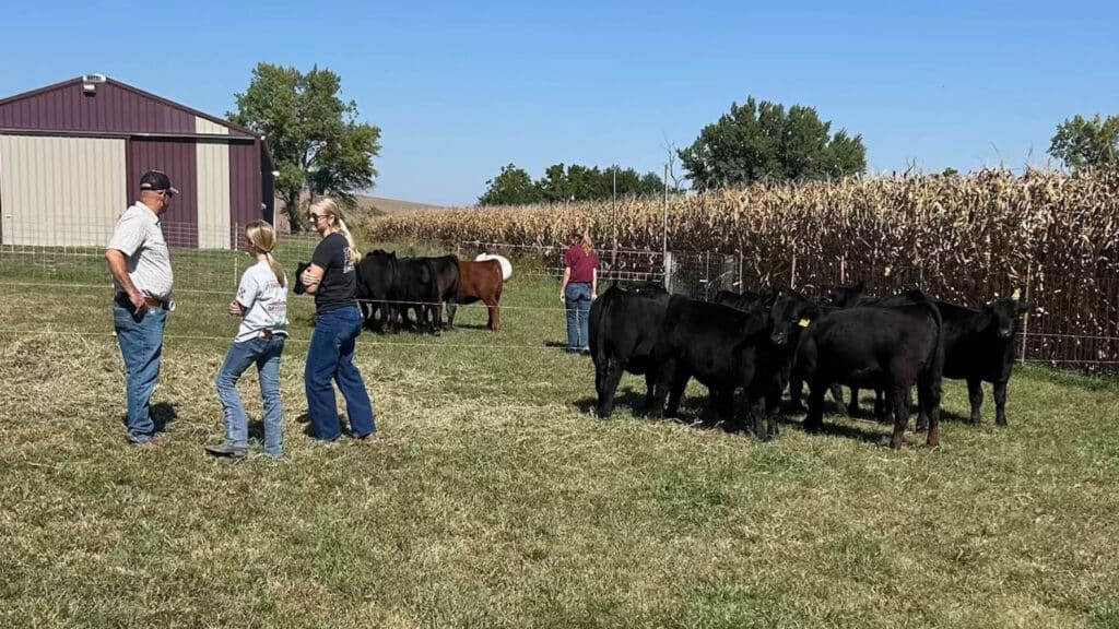 Four people stand and talk near a group of black cattle by a cornfield on a sunny day. A barn is visible in the background, and the scene takes place on a grassy farm.
