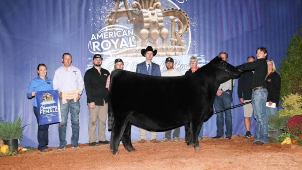 A group of people pose indoors with a prize-winning black cow at the American Royal livestock show. A blue banner reads Champion Female. The backdrop features the event logo and decorative plants on the right.