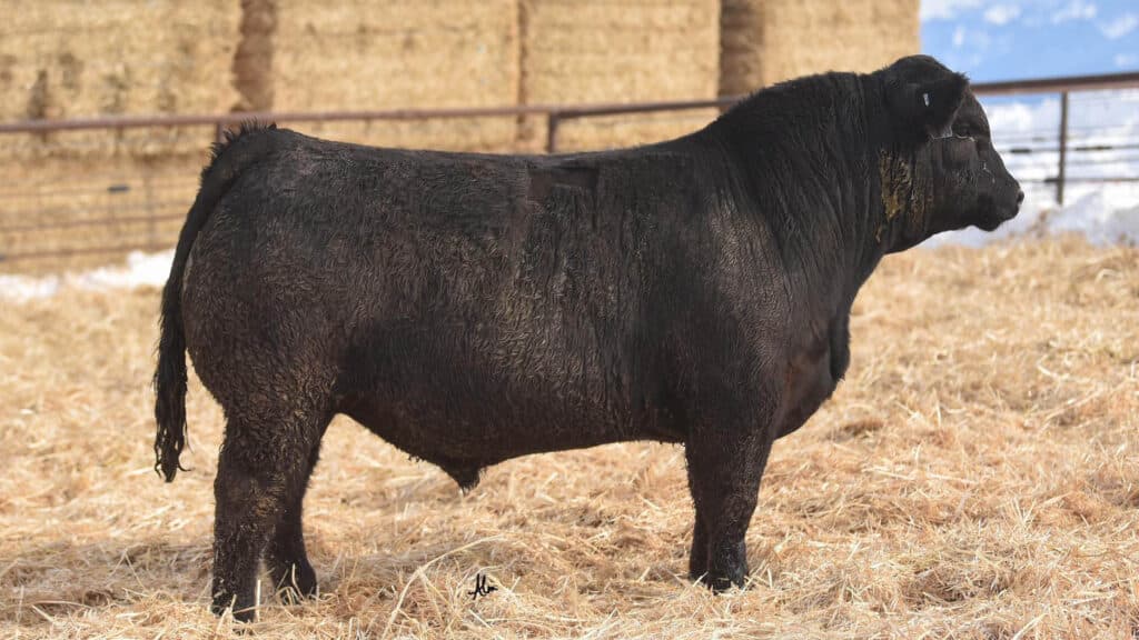 A large black bull stands on straw in an outdoor pen with hay bales stacked in the background.