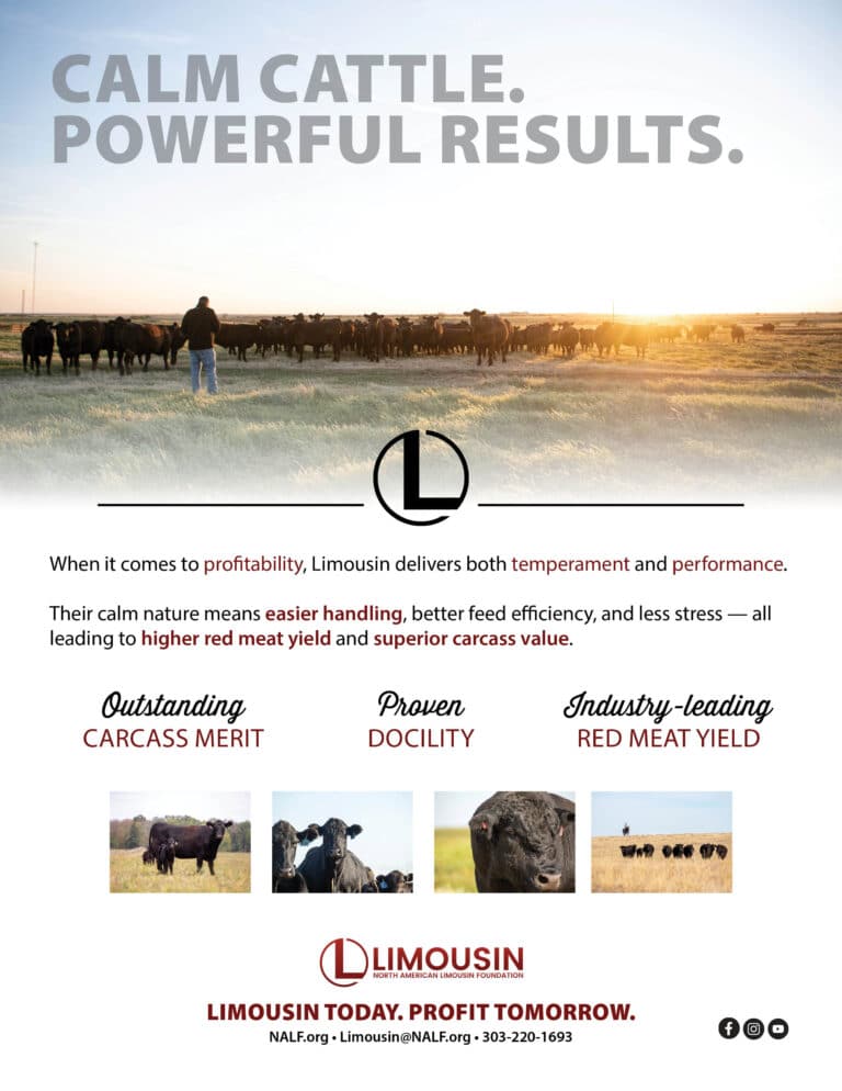 A rancher stands in a pasture at sunset, facing a herd of black cattle. Text highlights Limousin cattle’s calm nature, profitability, docility, and high red meat yield, with three icons underneath summarizing key benefits.