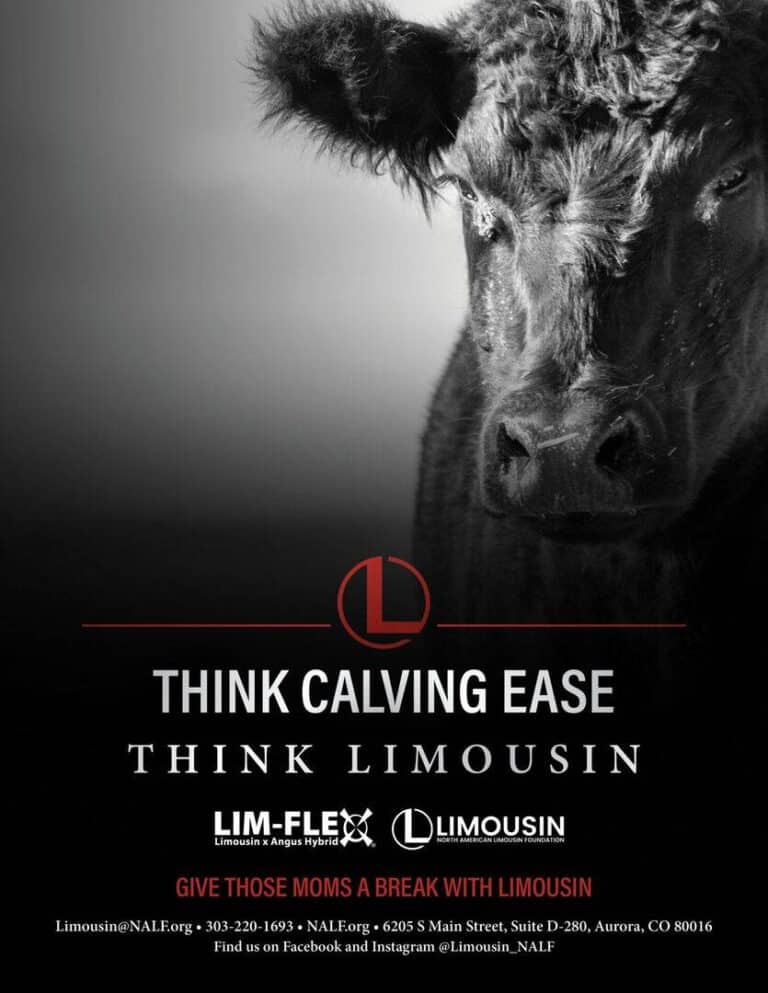 A close-up of a black cows face on a dark background. Text reads: Think Calving Ease, Think Limousin, promoting Lim-Flex and Limousin cattle, with contact information and social media details at the bottom.
