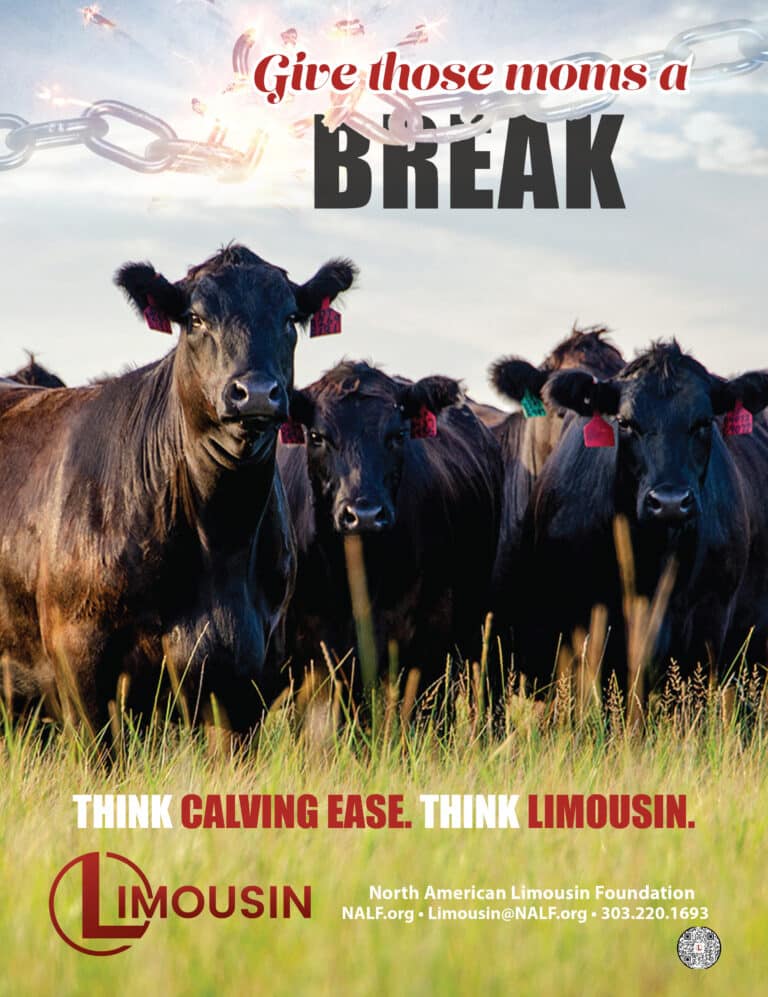 Four black Limousin cows stand in a grassy field with ear tags. Text reads, Give those moms a break. Think calving ease. Think Limousin. Contact info for the North American Limousin Foundation is at the bottom.