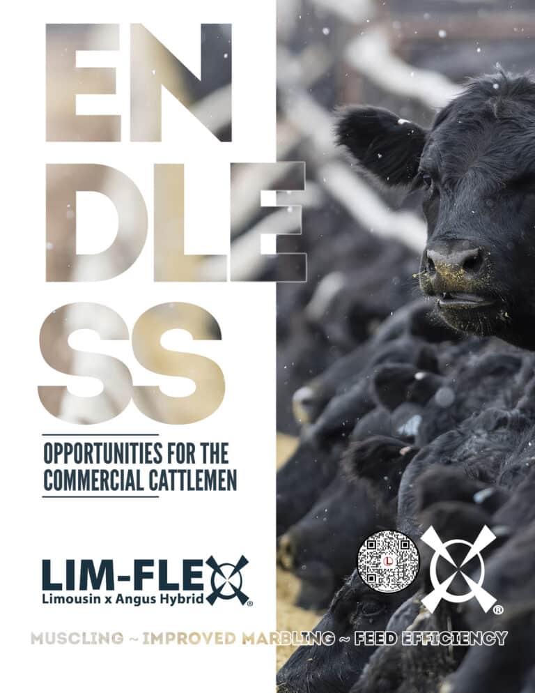A group of black cattle stands closely together in a snowy outdoor setting. Large text reads ENDLESS Opportunities for the Commercial Cattlemen. Logos and smaller text highlight Lim-Flex hybrid cattle benefits.