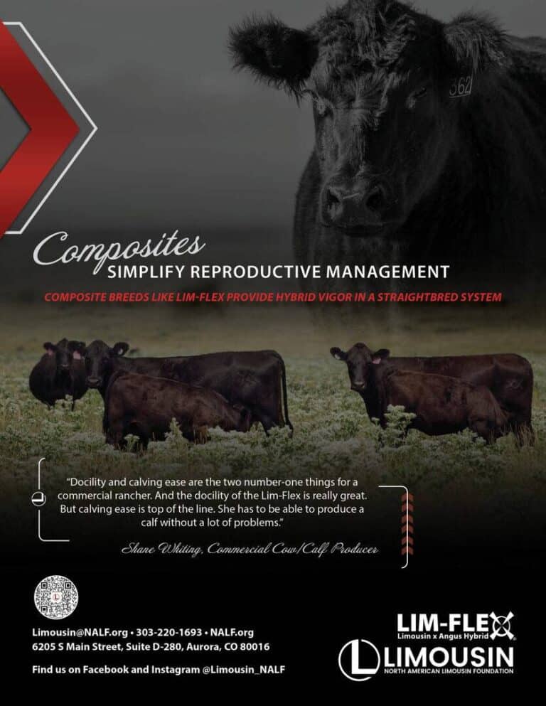 A promotional flyer features several black cattle in a pasture with a close-up of a cows face above them. Text highlights Lim-Flex composite breeds and their reproductive management benefits. Logos appear at the bottom.
