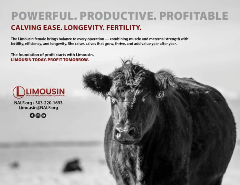 A close-up of a black Limousin cow with a tag in its ear stands in a field. Prominent text highlights calving ease, longevity, and fertility. The Limousin logo and contact details appear at the bottom left.