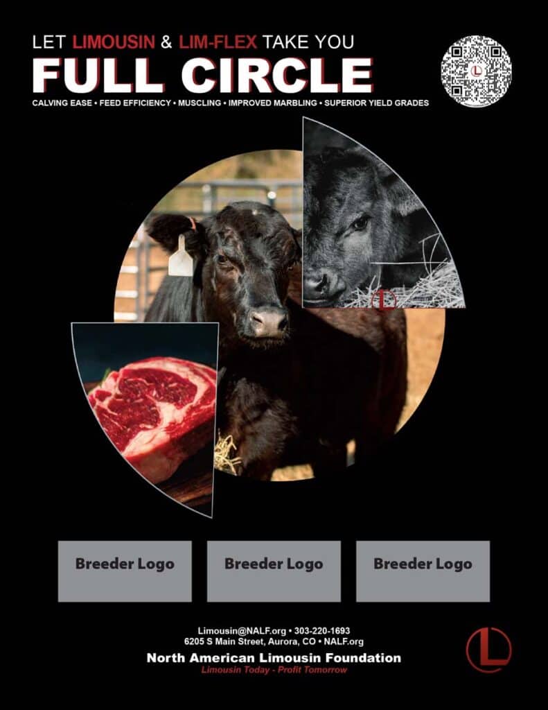 Advertisement for Limousin cattle featuring close-up photos of a black cow, a calf, and a piece of marbled steak. The text promotes Limousin and Lim-Flex breeds, with spaces for breeder logos at the bottom.
