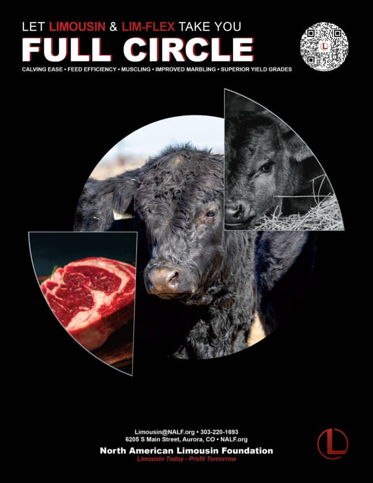 Advertisement featuring Limousin and Lim-Flex cattle, a steak cut, and a logo. Text promotes calving ease, feed efficiency, muscling, marbling, and yield grades. North American Limousin Foundation contact info is included.