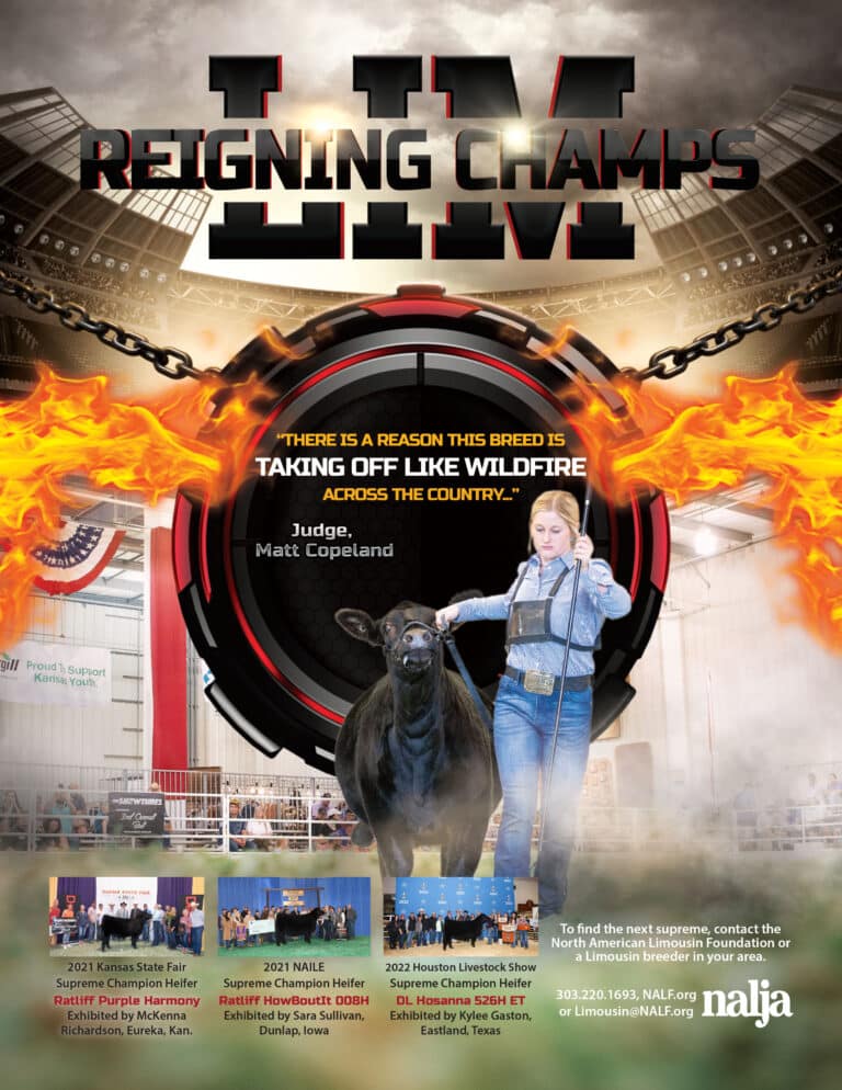 A black Limousin steer with a trophy and two men in an indoor arena. Bold text reads Reigning Champs with a quote about the breed’s popularity. Smaller images below show winners and event details.
