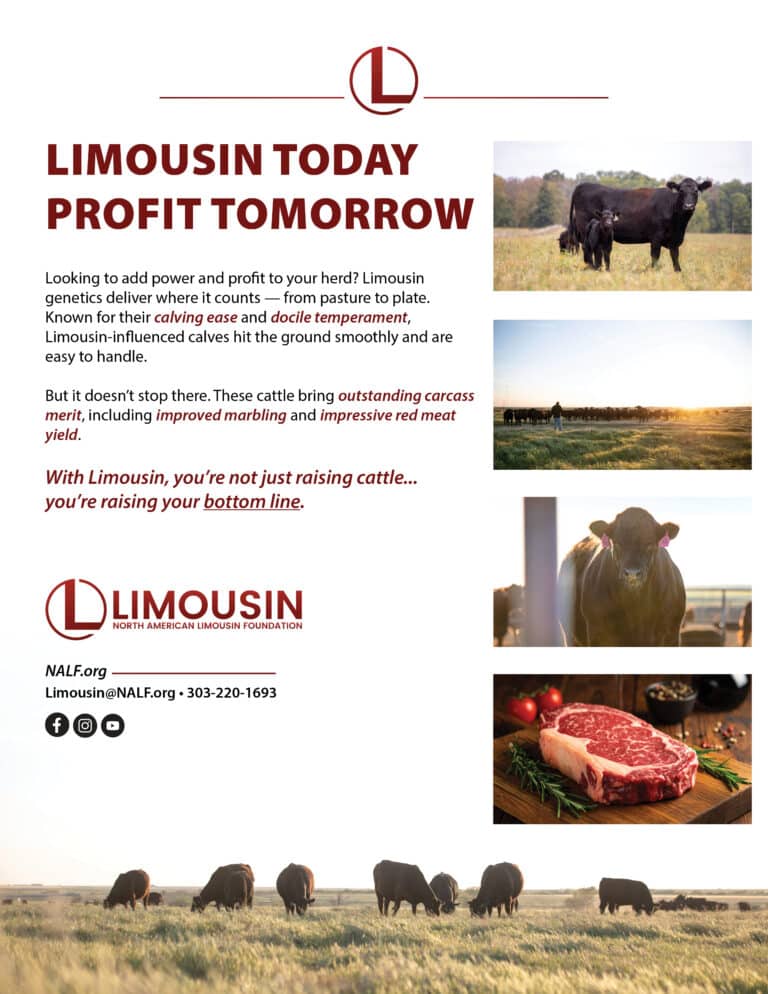 A promotional flyer for Limousin cattle shows the headline “Limousin Today, Profit Tomorrow,” photos of Limousin cattle and a herd grazing, and information about the breed’s traits, with the Limousin logo and contact details.