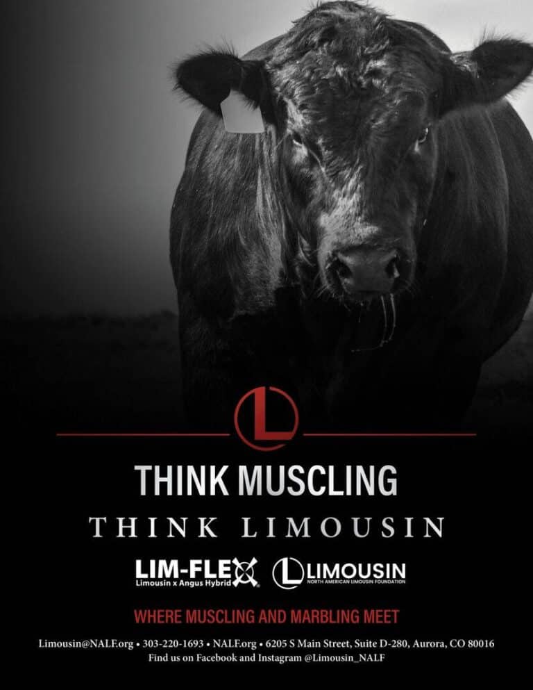 A close-up of a black Limousin cow against a dark background with the text “THINK MUSCLING THINK LIMOUSIN” and logos for Lim-Flex and Limousin cattle breeds. Contact details and social media info appear at the bottom.