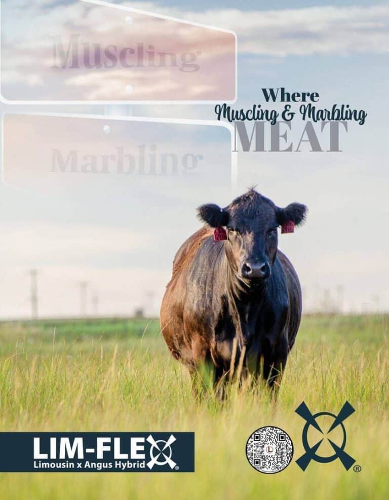 A black cow stands in a grassy field under a blue sky. Text reads Where Muscling & Marbling MEAT and LIM-FLEX Limousin x Angus Hybrid. A QR code and a logo appear at the bottom right.
