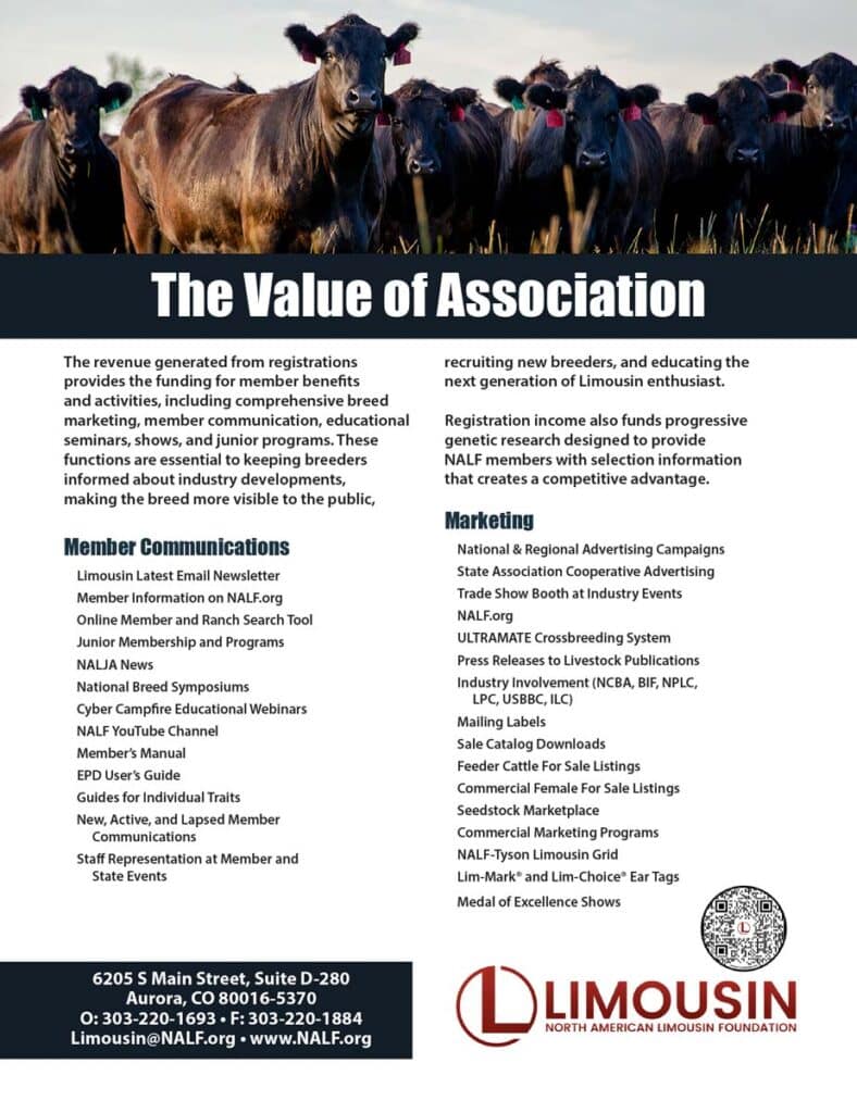 A flyer for The Value of Association from North American Limousin Foundation, featuring cattle in the background and information on member communications, marketing, and contact details at the bottom.