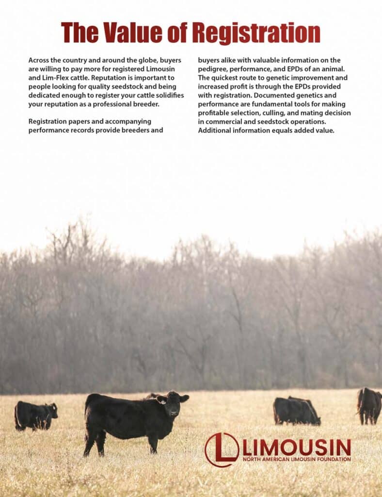 A flyer titled The Value of Registration explains the benefits of registering Limousin and Lim-Flex cattle. Below the text are cattle grazing in a sunny pasture and the Limousin Foundation logo at the bottom right.