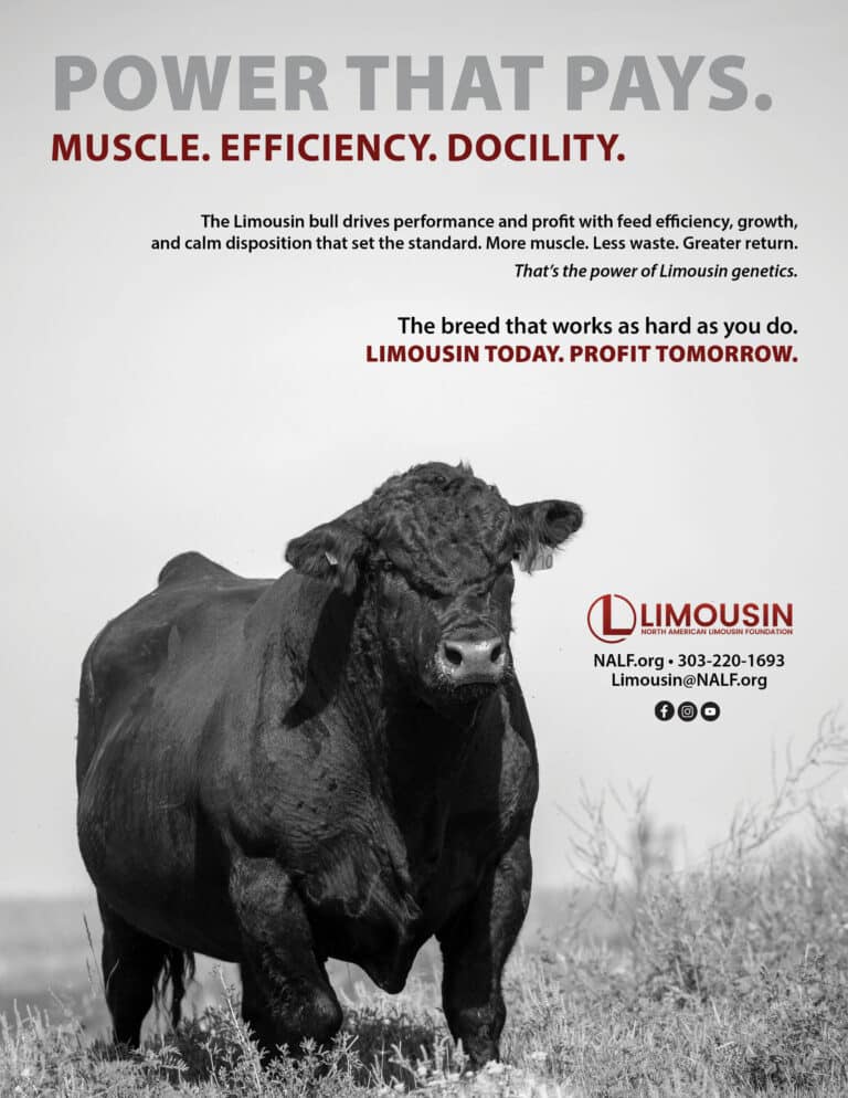 A muscular Limousin bull stands in a field, facing slightly left. The image is black and white with bold text promoting Limousin cattle genetics for muscle, efficiency, and docility. A Limousin logo appears in red at the bottom right.