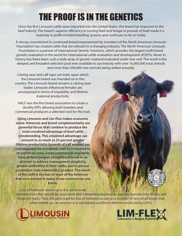 A Limousin cow stands in a grassy field with a sky background. Text explains the breed’s genetic benefits, efficient beef production, and breeding program, including logos for Limousin and Lim-Flex at the bottom.
