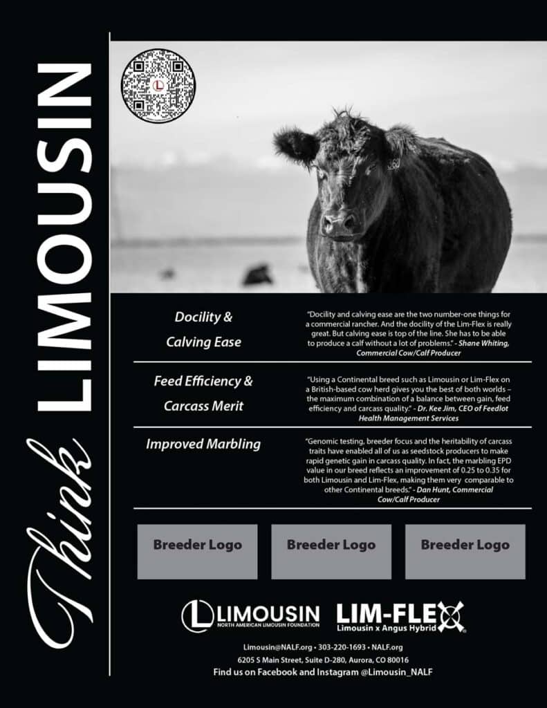 Promotional flyer for Limousin cattle featuring a cow in a field, key breed benefits such as docility, feed efficiency, and marbling, and placeholders for breeder logos at the bottom.