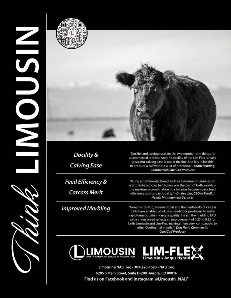 A Limousin cow stands facing forward in a field. The ad highlights Limousin cattle’s docility, calving ease, feed efficiency, carcass merit, and improved marbling. Logos and contact info for Limousin and Lim-Flex are shown.