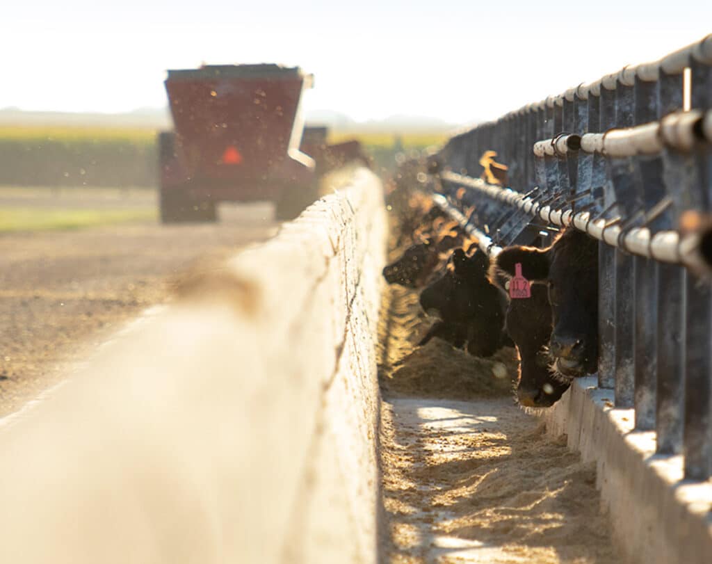 Cattle with ear tags eat feed from a long trough beside a dirt road, with a blurred tractor in the background and farmland stretching into the distance on a sunny day.