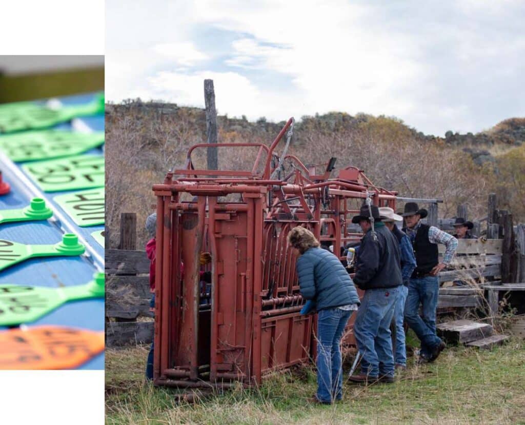 Several people stand around a red livestock chute outdoors, working together. To the left, there is a close-up of colorful cattle ear tags labeled with numbers and names. The scene suggests a ranch or farm setting.