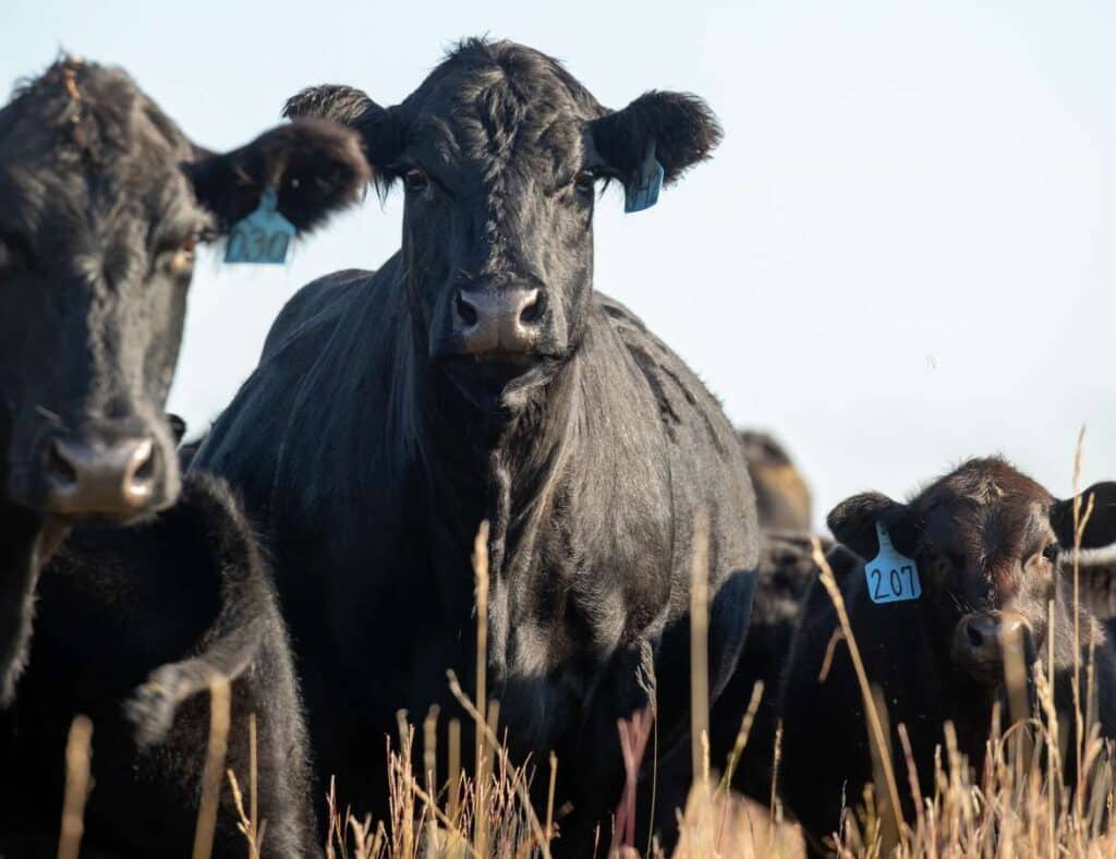 A close-up of black cows with blue ear tags standing in a field of tall dry grass under a clear sky. The central cow faces forward while others are partially visible.