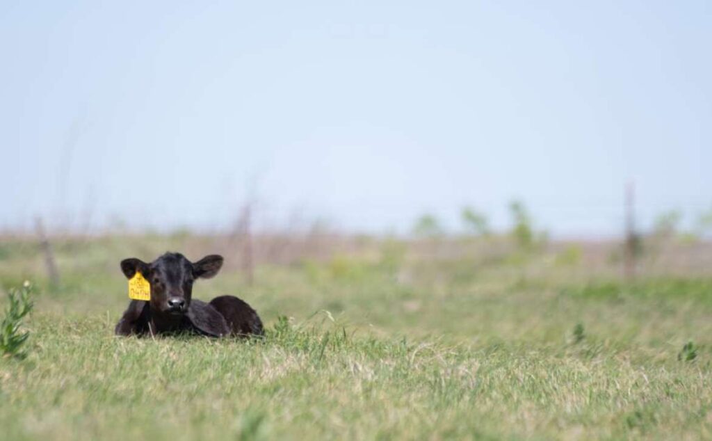 A black calf with a yellow ear tag lies in a grassy field under a clear sky, with a blurred fence and distant vegetation in the background.