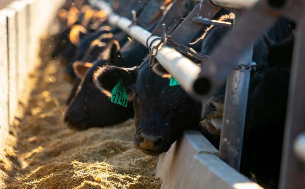 Several black cows with green ear tags eat feed from a trough in a row at a farm or feedlot, with sunlight highlighting their faces and the feed.
