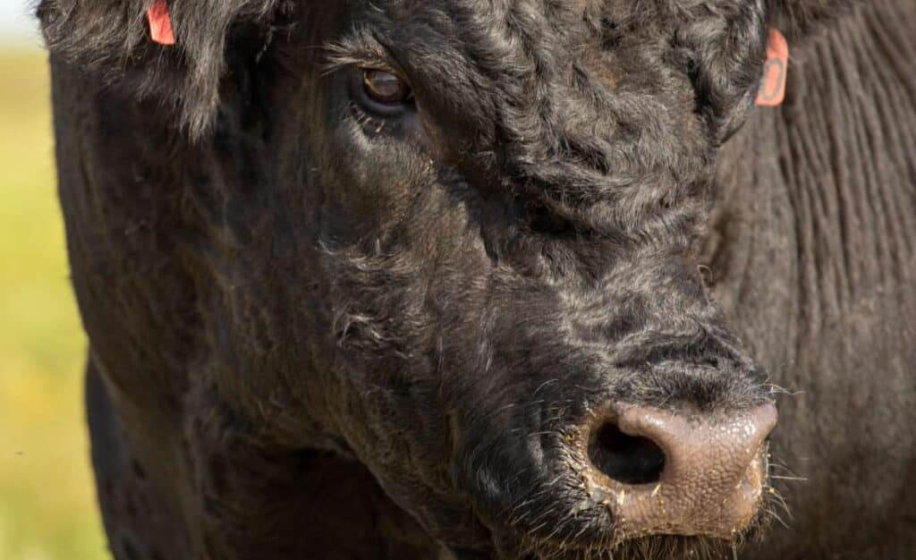 Close-up of the face of a black cow with a textured, curly coat, showing its eye, ear, and nostril in sharp detail. The background is blurred, highlighting the cows features.