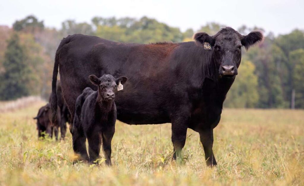 A black cow and a black calf stand in a grassy field with trees in the background. The cow and calf both face forward, and another cow is partially visible behind them.