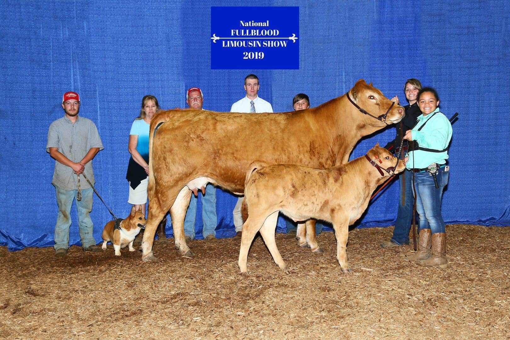 A group of people pose with a cow and a calf in front of a blue backdrop reading “National Fullblood Limousin Show 2019.” One person holds the cow, and another holds the calf. A small dog is also present.