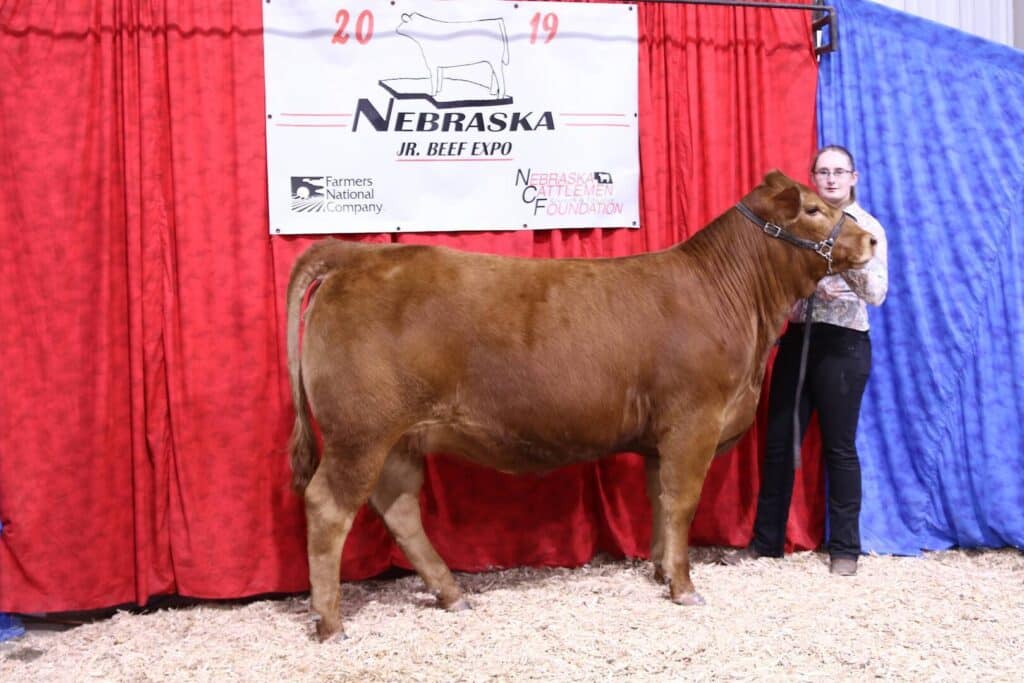 A person stands next to a brown cow in front of a red curtain and a Nebraska Jr. Beef Expo banner at a livestock event. The ground is covered in wood shavings.