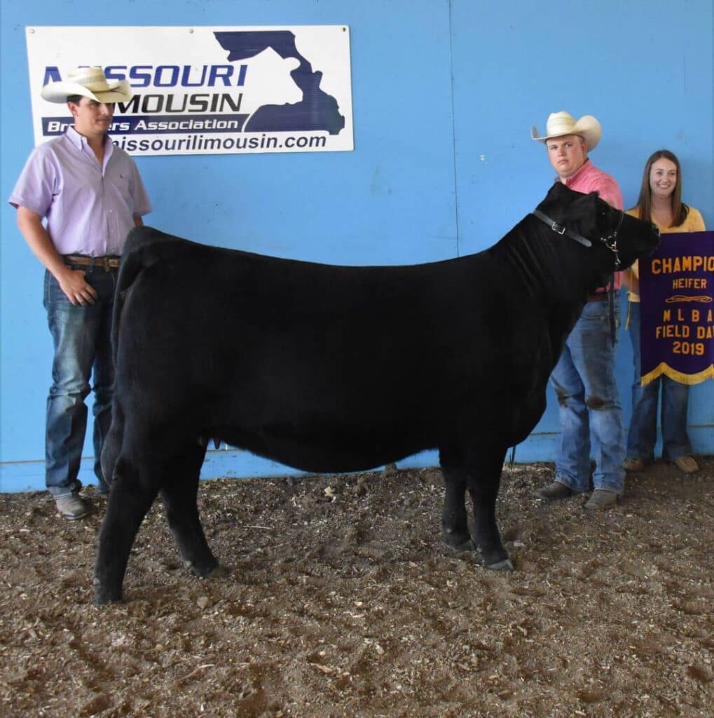 Three people stand with a large black heifer in front of a blue wall and a Missouri Limousin sign. One person holds a “Champion Heifer NALF Field Day 2019” banner.