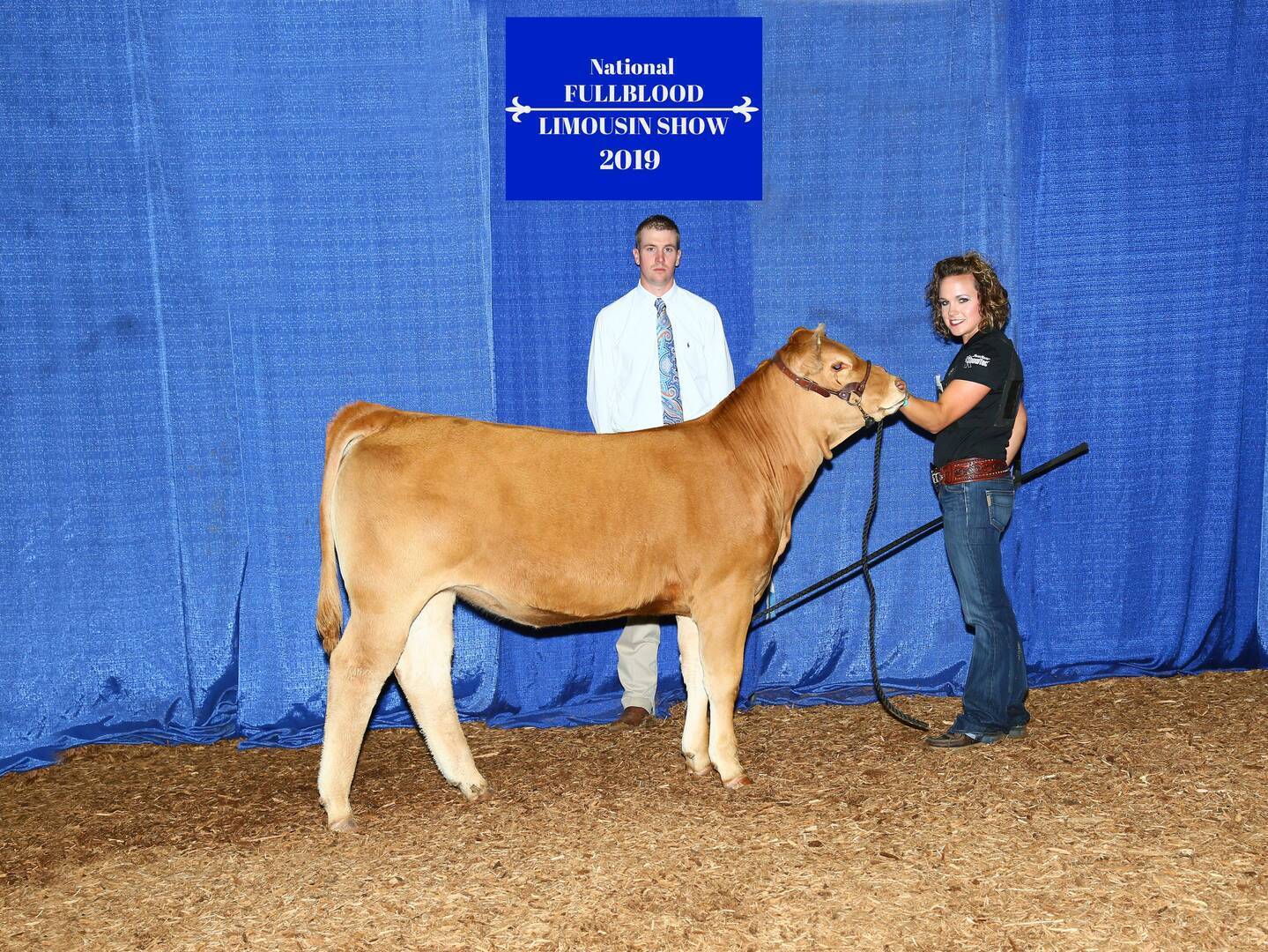 Two people stand with a tan-colored cow in front of a blue backdrop and a sign that reads National Fullblood Limousin Show 2019. One person holds the cow’s halter while the other stands behind them.