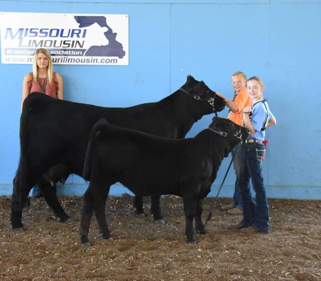 Three smiling children stand with two black cattle in front of a blue wall and a Missouri Limousin Breeders Association sign at what appears to be a livestock show.