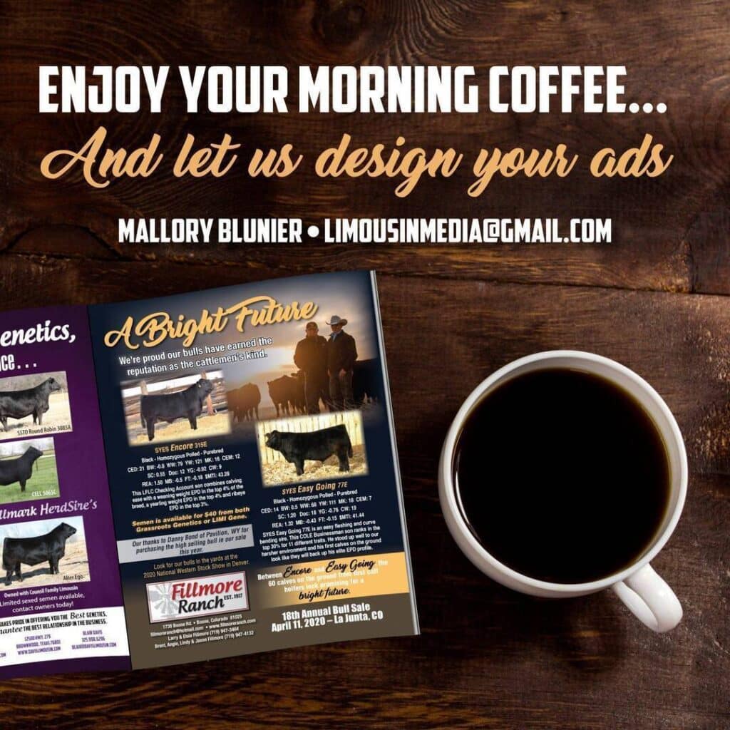 A cup of coffee sits on a wooden table next to livestock sale advertisements and text promoting ad design services by Mallory Blunier, with contact email limousinmedia@gmail.com.