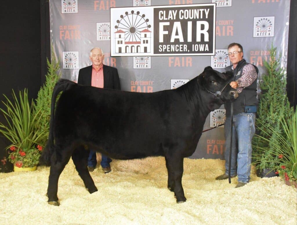 Two men stand with a black cow in front of a Clay County Fair, Spencer, Iowa sign. The cow is on display in an indoor area decorated with plants and tan wood shavings on the floor.